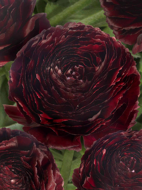 Ranunculus Romance Perigord®
