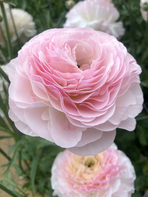 Ranunculus Romance™ Seine