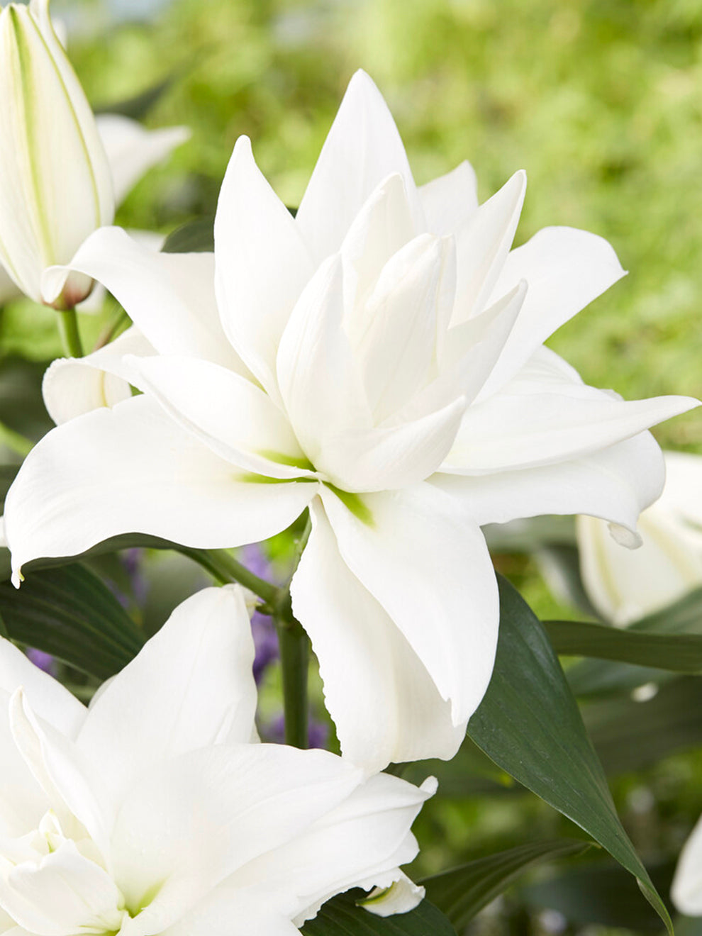 double lily flower bulbs Roselily Angela