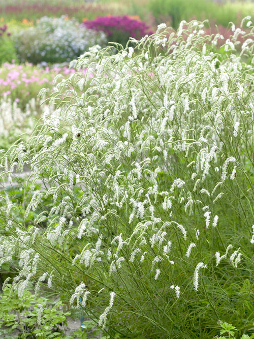 Sanguisorba Albiflora (Great Burnet)
