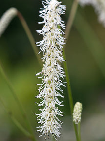 Sanguisorba All Time High (Great Burnet)