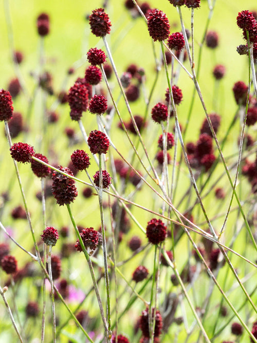 Sanguisorba Chocolate Tip (Great Burnet)