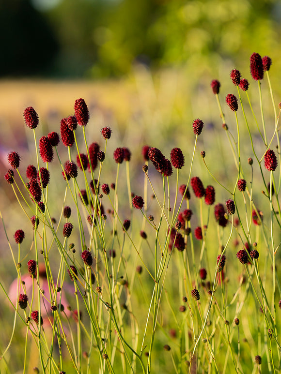 Sanguisorba Chocolate Tip (Great Burnet)
