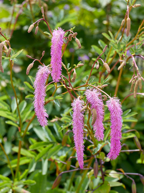 Sanguisorba Lilac Squirrel (Great Burnet)