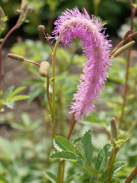 Sanguisorba Lilac Squirrel (Great Burnet)