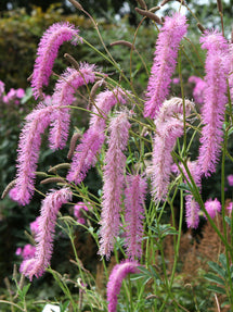 Sanguisorba Lilac Squirrel (Great Burnet)