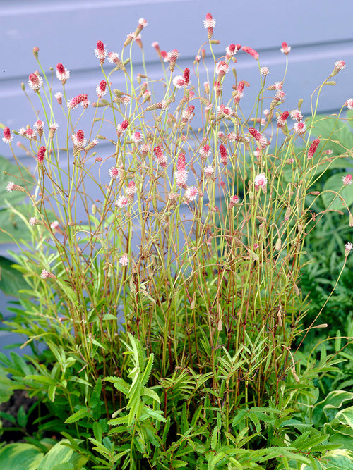Sanguisorba Pink Tanna (Great Burnet)