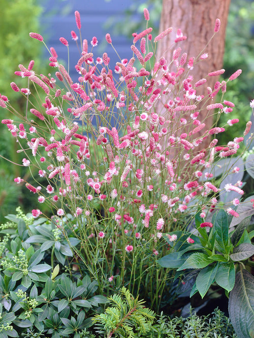 Sanguisorba Pink Tanna (Great Burnet)