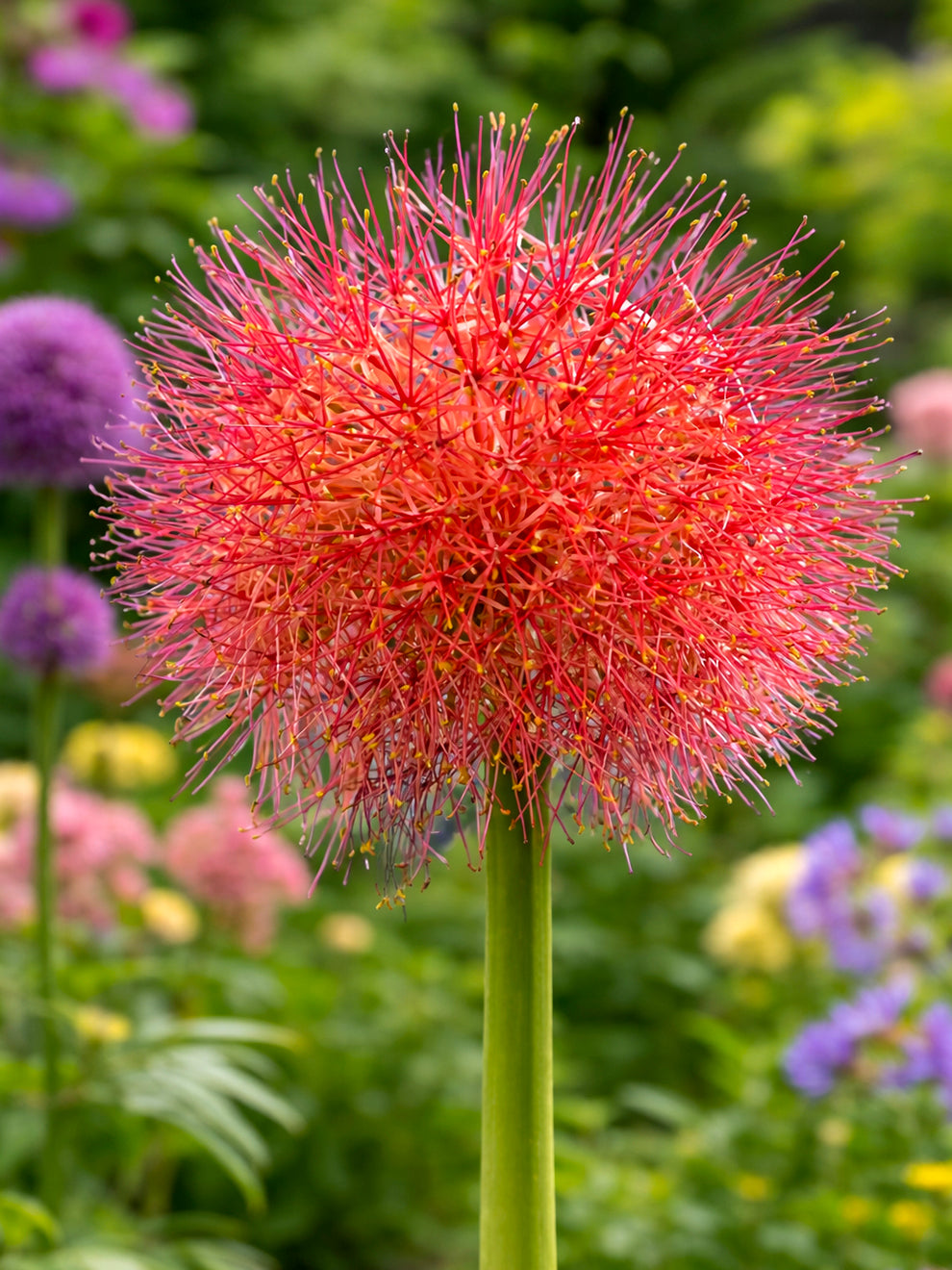 football lily flower images 1 bulb