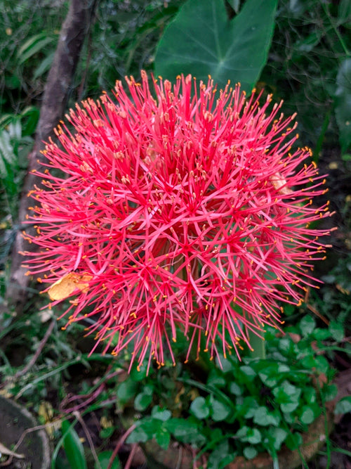 Scadoxus Multiflorus (Blood Lily)