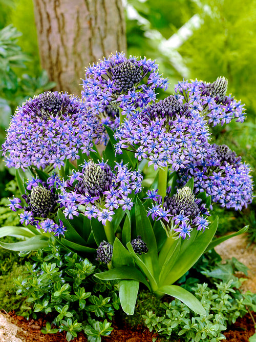 Scilla peruviana also known as Portuguese Squill