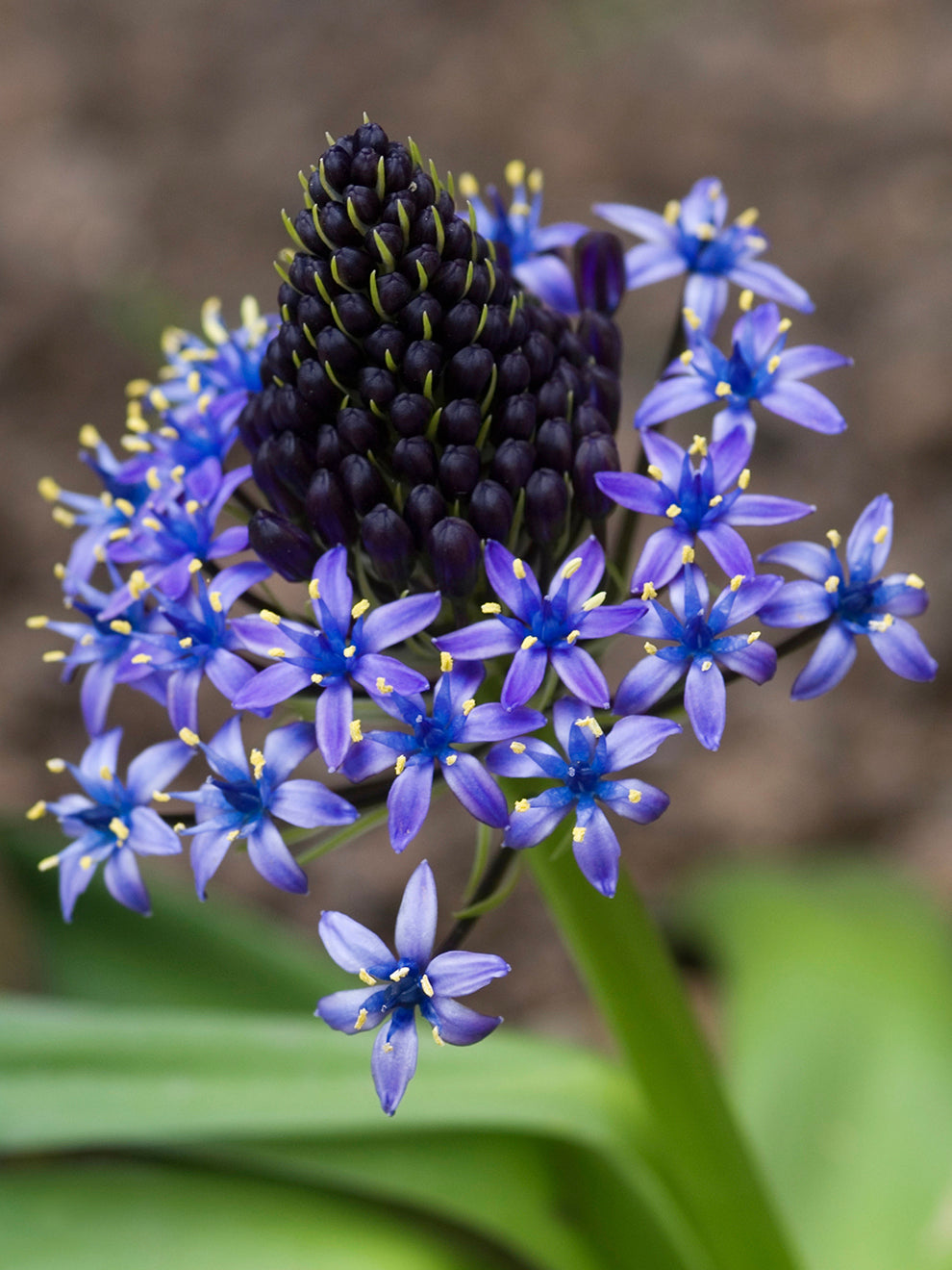 cuban lily flower Scilla Peruviana Bulbs, Purple - 2 Bulbs