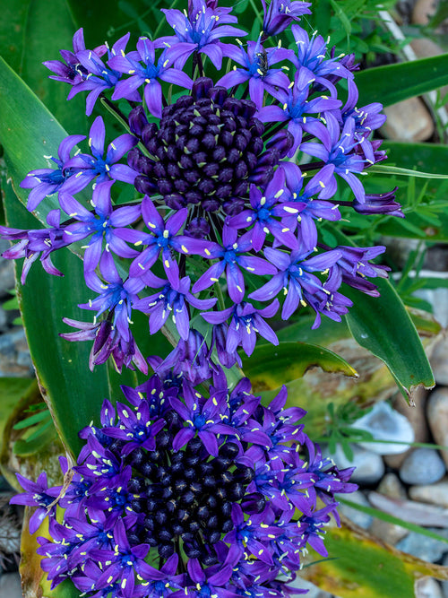 Scilla peruviana also known as Portuguese Squill
