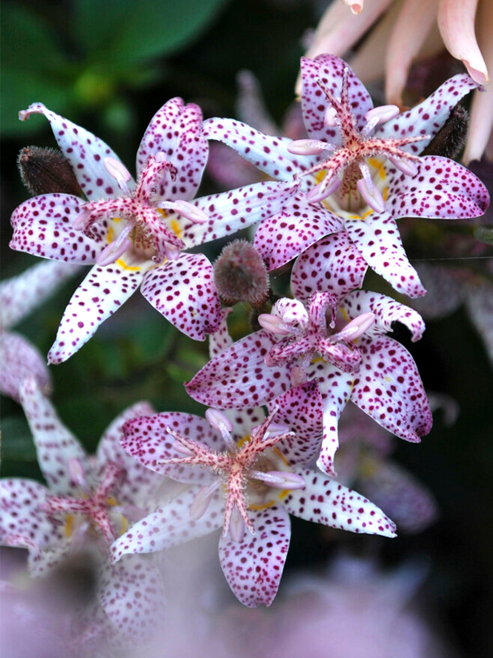 white towers toad lily 1 Bare Root