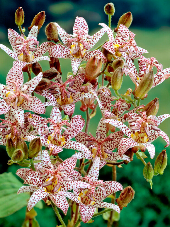 Tricyrtis formosana (Toad Lily)