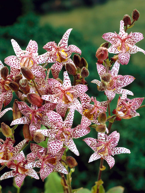 Tricyrtis formosana (Toad Lily)
