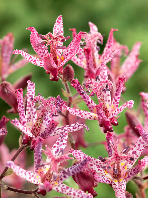 Tricyrtis macropoda (Toad Lily)