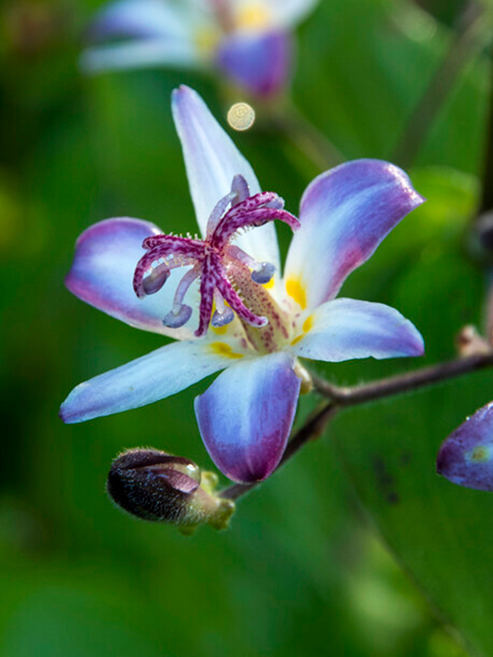 flower toad lily 1 Bare Root