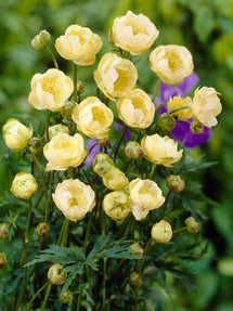 Trollius Cheddar (Globeflower)