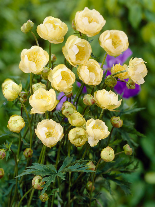 Trollius Cheddar (Globeflower)