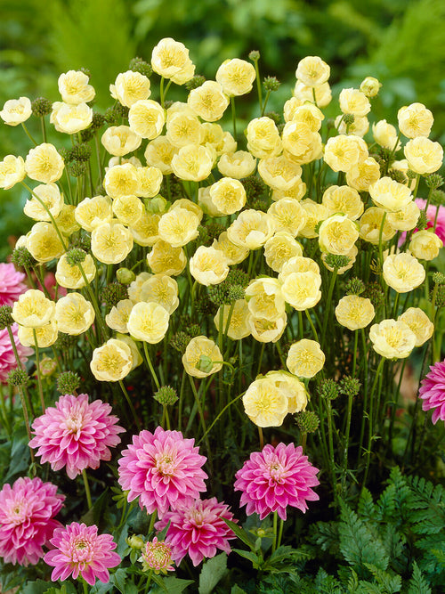 Trollius Cheddar (Globeflower)