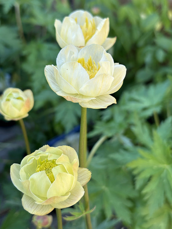 Trollius Cheddar (Globeflower)