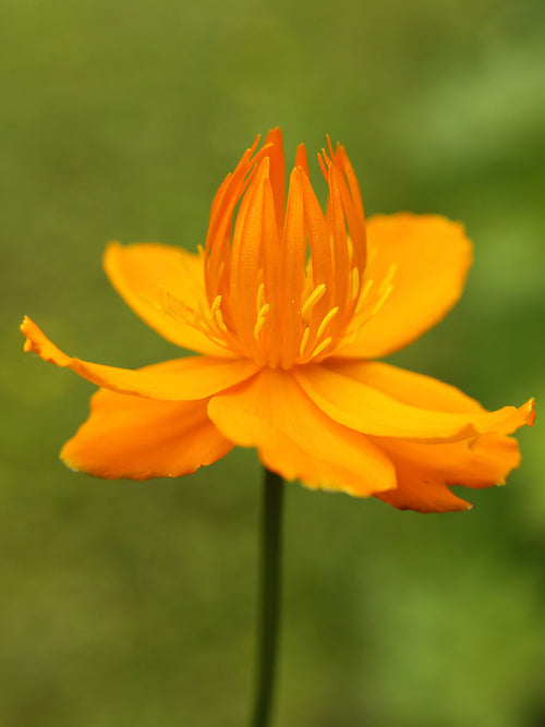 Trollius chinensis Golden Queen (Globeflower)