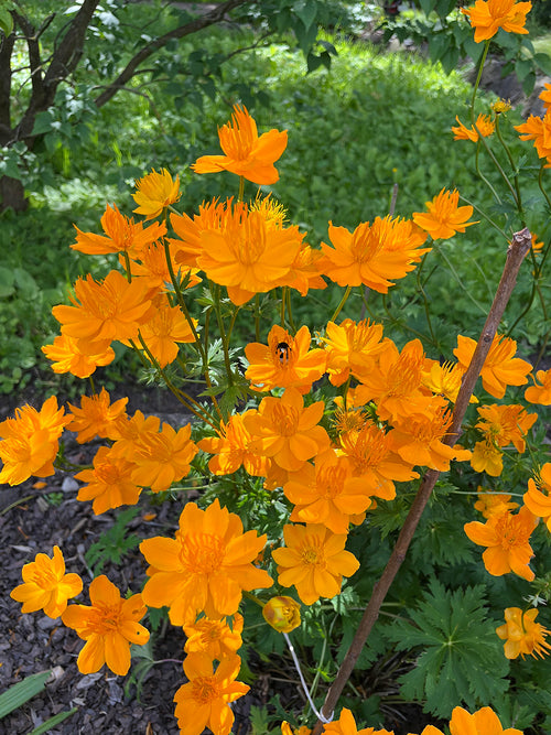 Trollius chinensis Golden Queen (Globeflower)