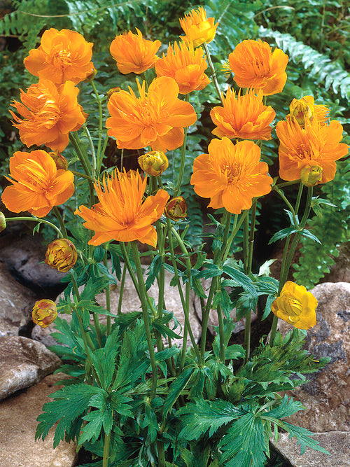 Trollius chinensis Golden Queen (Globeflower)