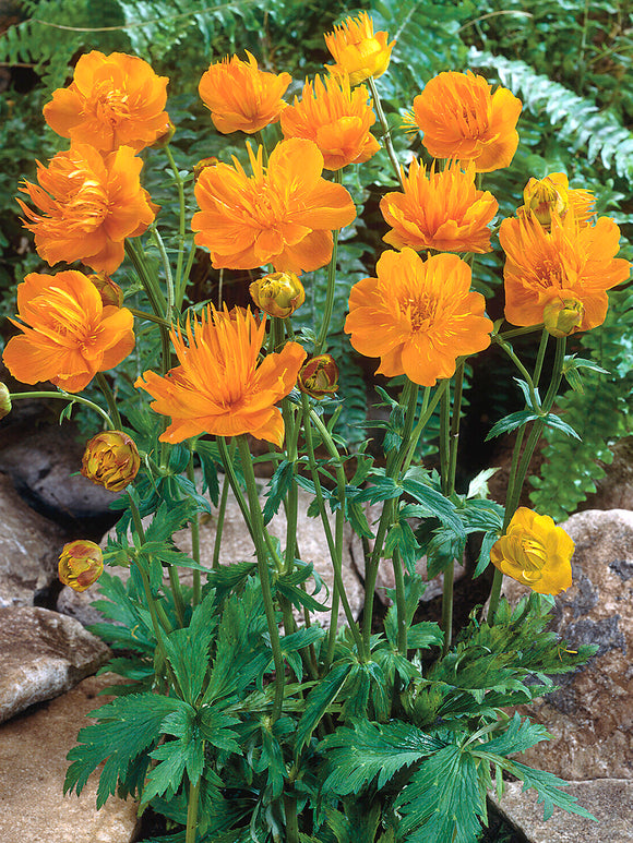 Trollius chinensis Golden Queen (Globeflower)