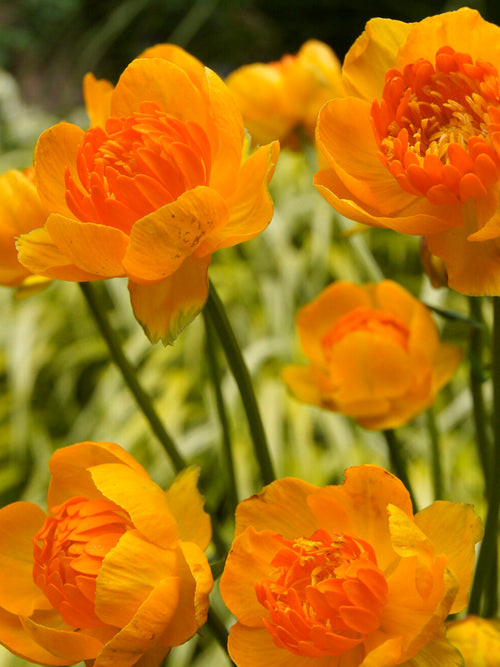 Trollius Orange Crest (Globeflower)