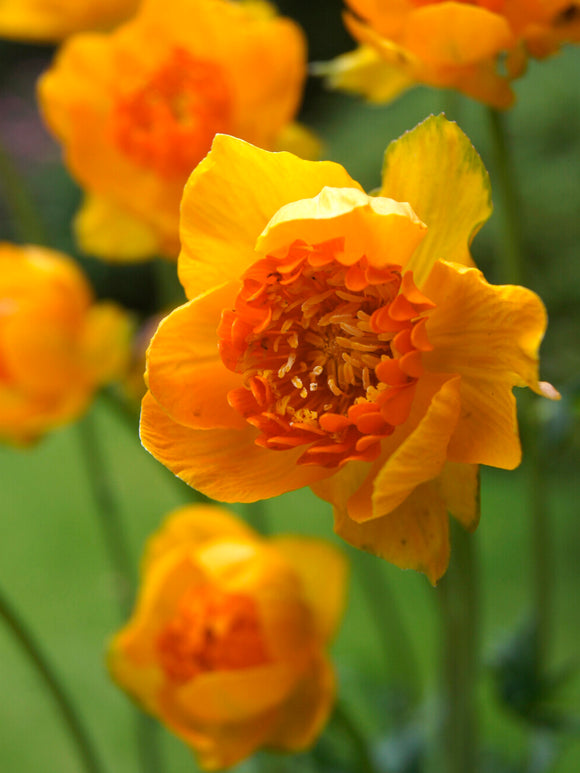 Trollius Orange Crest (Globeflower)