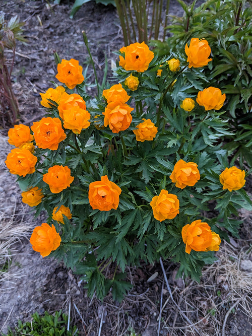 Trollius Orange Crest (Globeflower)