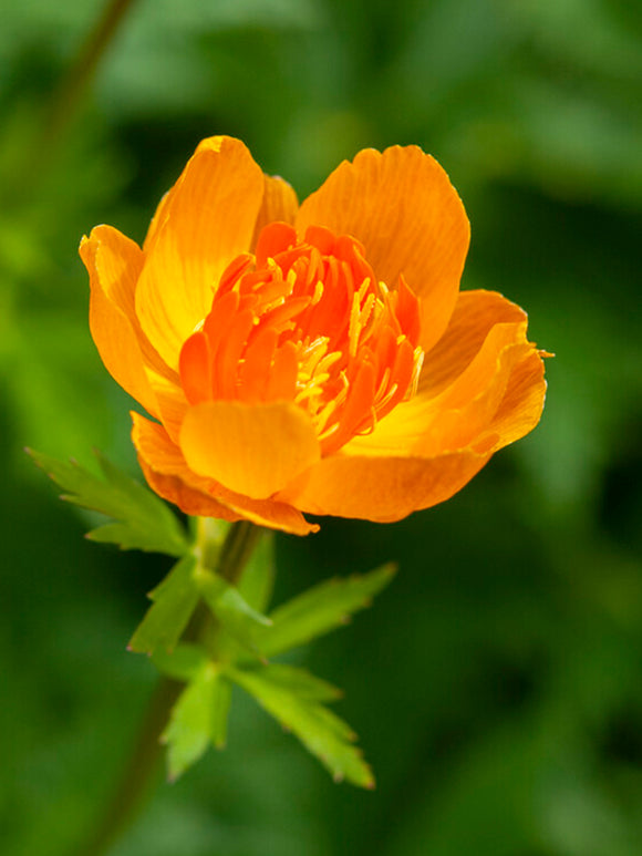 Trollius Orange Crest (Globeflower)