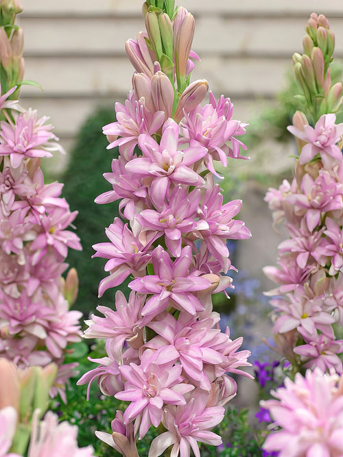 Tuberose Chia Nong Pink Sapphire Bulbs