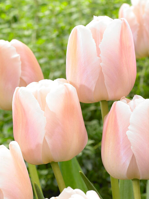 Tulip Apricot Pride