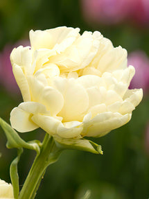 Tulip Avant Garde