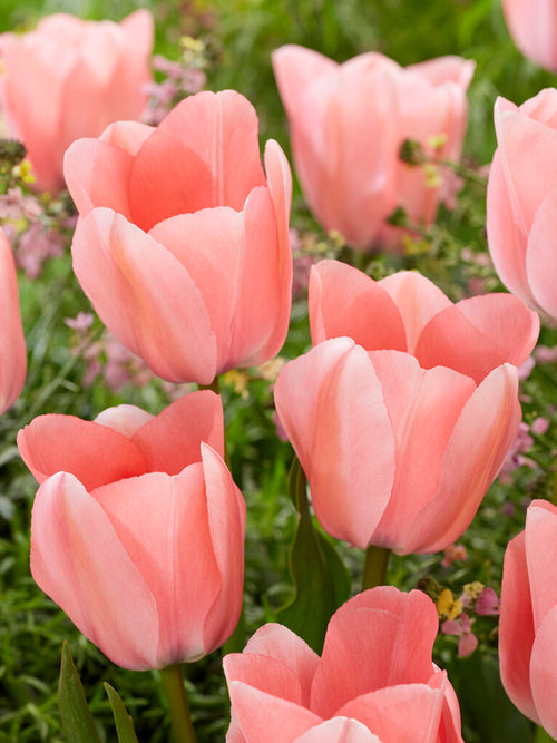 Tulip Bella Blush