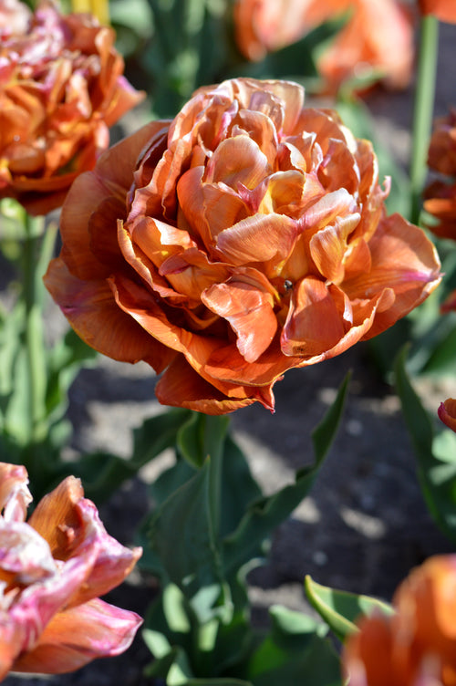 Tulip Caramel