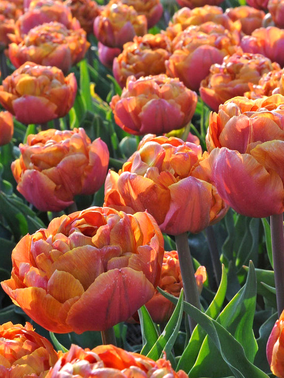Tulip Caramel