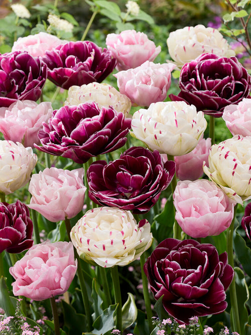 Tulip Cotton Candy Collection