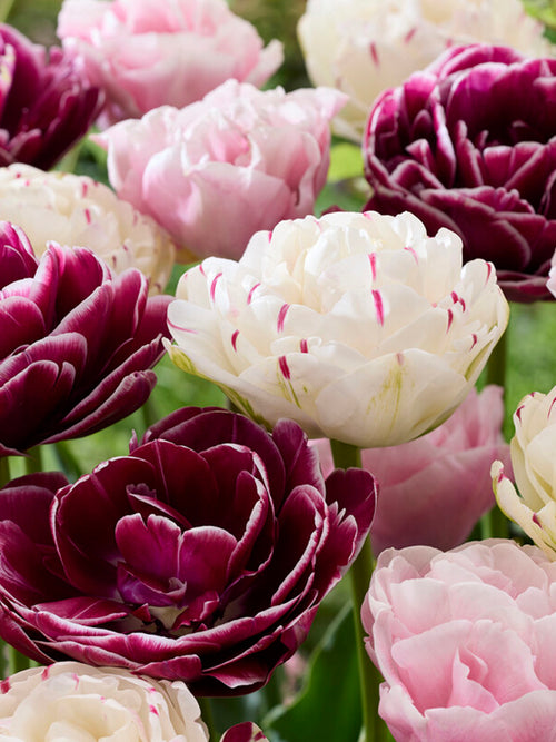 Tulip Cotton Candy Collection