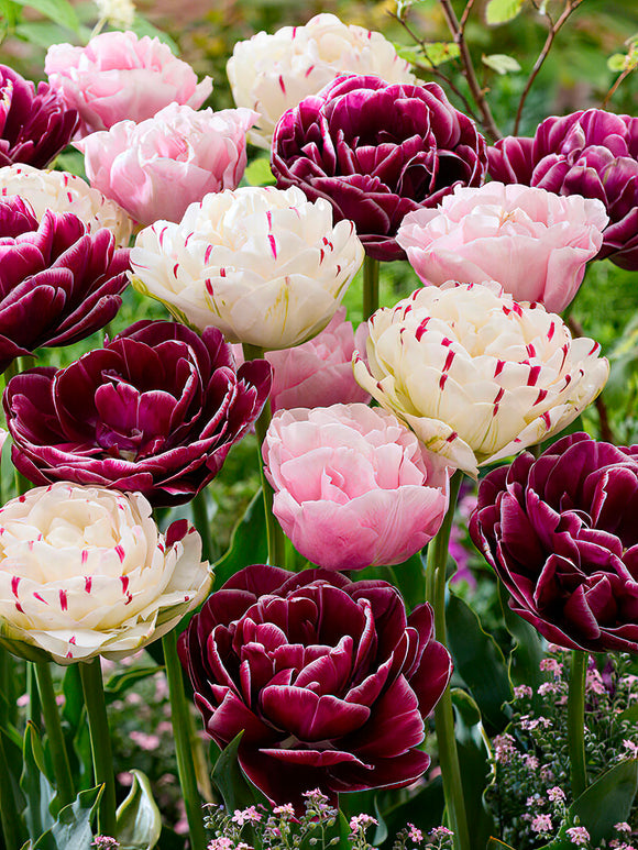 Tulip Cotton Candy Collection