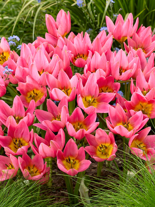 Tulip Daniella