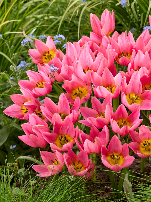 Tulip Daniella