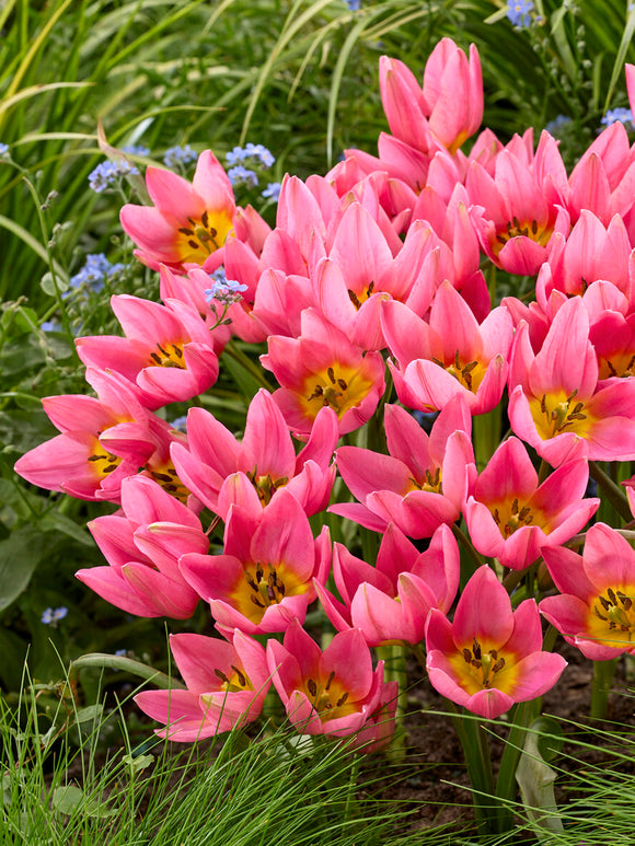 Tulip Daniella