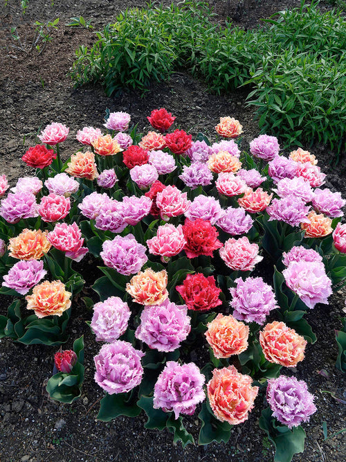 Tulip Frizzle Sizzle Collection