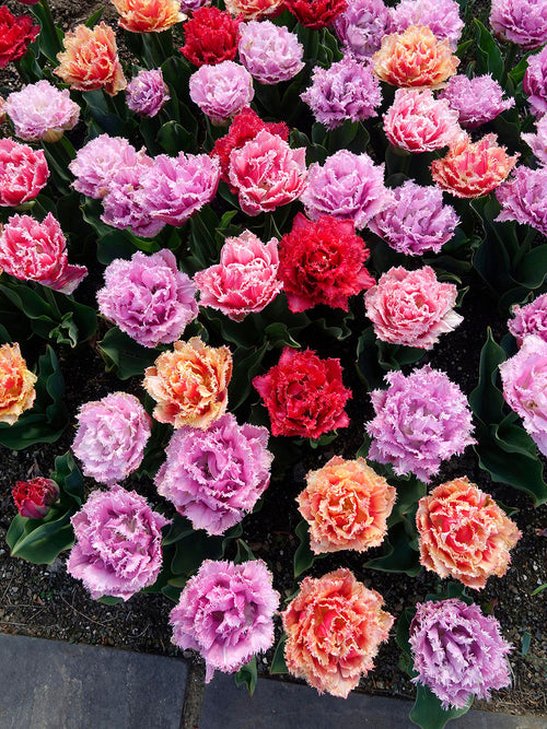 Tulip Frizzle Sizzle Collection