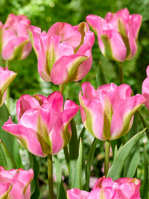 Tulip Greenland