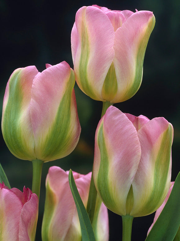 Tulip Greenland